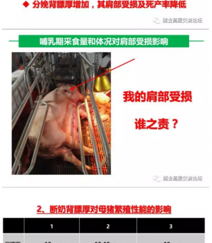 丹系VS美系母豬營養(yǎng)及飼喂差異_08.png