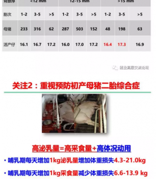 丹系VS美系母豬營養(yǎng)及飼喂差異_09.png