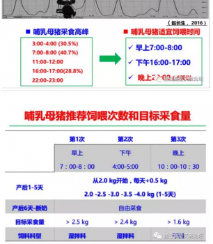 丹系VS美系母豬營養(yǎng)及飼喂差異_11.png