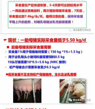 丹系VS美系母豬營養(yǎng)及飼喂差異_13.png