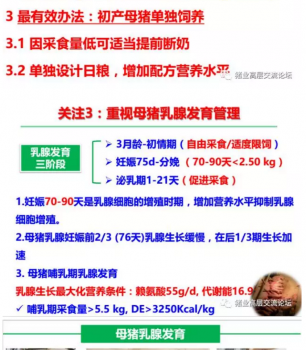 丹系VS美系母豬營養(yǎng)及飼喂差異_15.png
