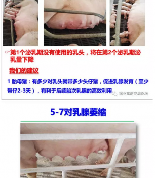 丹系VS美系母豬營養(yǎng)及飼喂差異_16.png