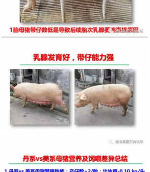 丹系VS美系母豬營養(yǎng)及飼喂差異_17.png
