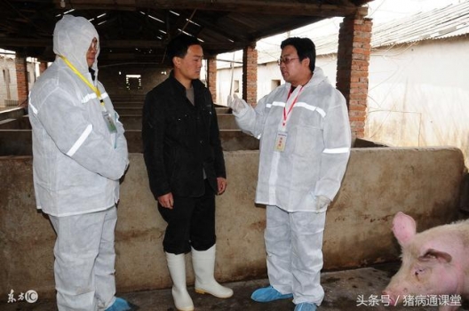 豬場偽狂犬到底怎么做效果最好呢？
