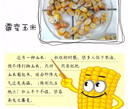 必須知道的什么樣的玉米喂豬最好_15.png