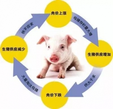 豬友的出欄策略與豬價的關(guān)系！
