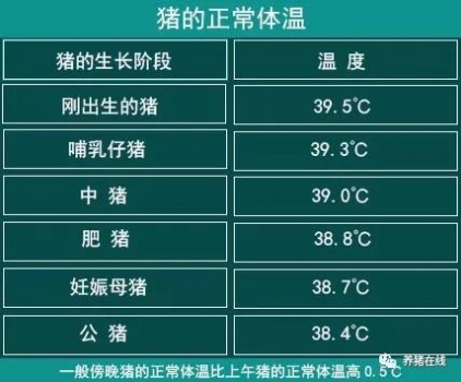 豬的正常體溫