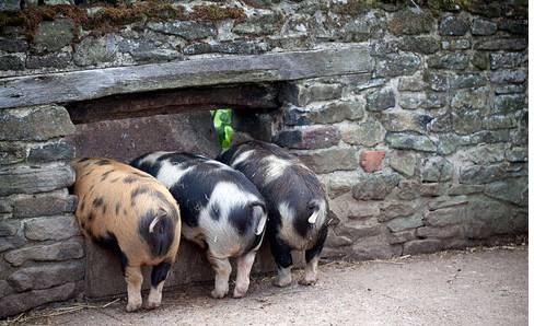 怎么控制自配生豬飼料搭配量？