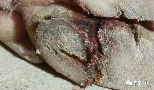 冬季豬蹄開裂就是口蹄疫？忽視這個細節(jié)損失就大了