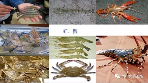 膨化飼料生產(chǎn)技術(shù)要點