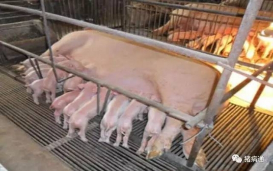 提高母豬初乳產量的關鍵因素是什么？