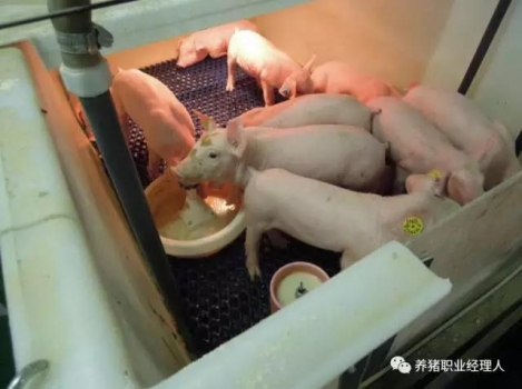 技術控 | 當前對豬流行性腹瀉(PED)最有效措施