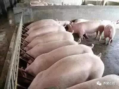 豬不同階段的免疫程序