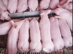 哺乳母豬的管理要點！
