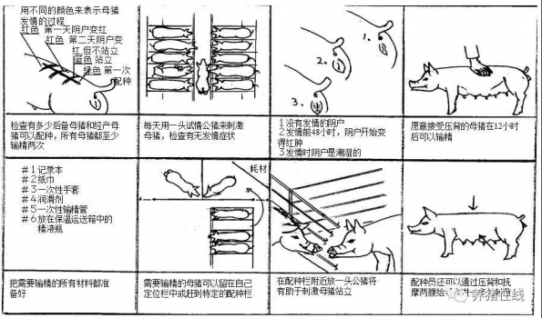 零基礎教您給豬配種及配種后母豬的管理