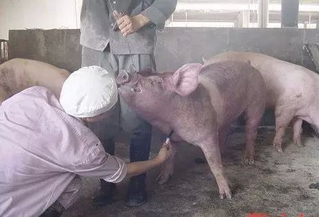 正確的給豬打針！