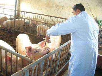 農(nóng)業(yè)部發(fā)布《2018年國家動物疫病強制免疫計劃》