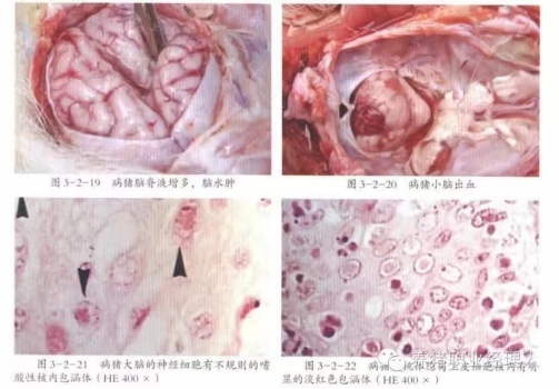 必修課 | 談談偽狂犬病的防制
