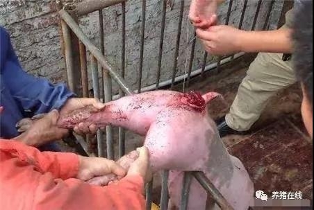 豬出現脫肛的防治措施
