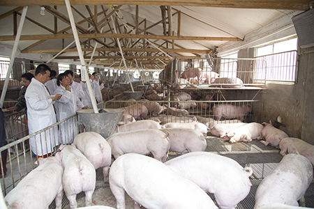 豬場免疫程序制定若干基本原則