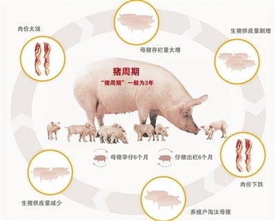 發(fā)展生豬期貨 化解“豬周期”風(fēng)險