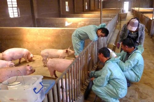 農(nóng)業(yè)部強調(diào)鞏固動物防疫工作，推動先打后補政策落實