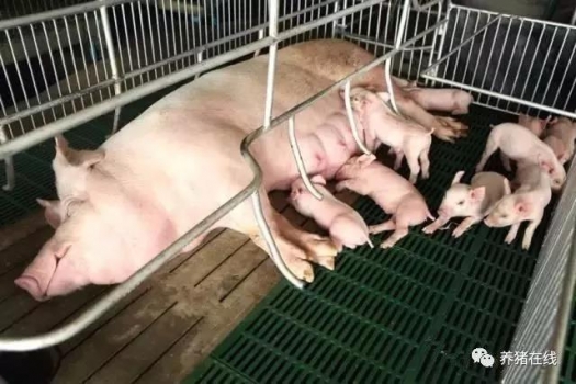 母豬不吃料，你可知道為什么？