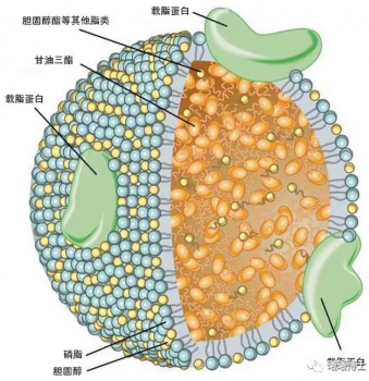 脂類的消化與吸收，看這一篇就夠了