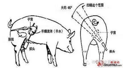 技術(shù)控|規(guī)模化豬場非生產(chǎn)天數(shù)的控制