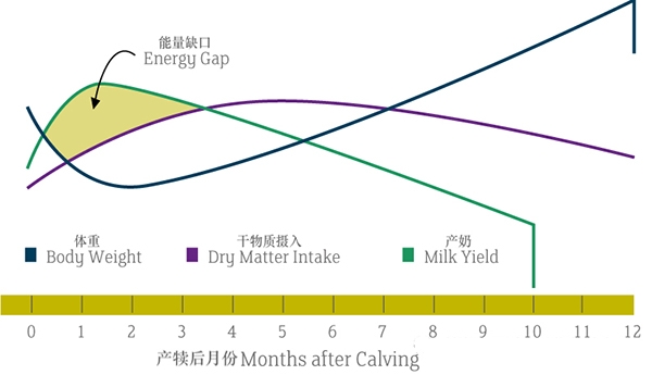 脂肪營養(yǎng)入門第二講：日糧中的脂肪