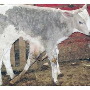 遼寧北票市一小牛長七條腿面臨截肢手術(shù)