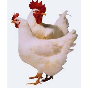肉用種雞的限飼及飼料成本計(jì)算方法