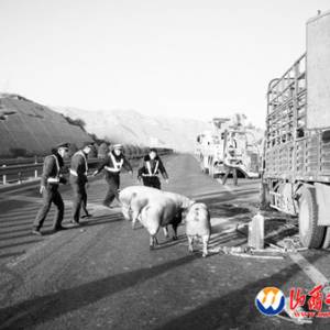 高速拉豬車車頭著火 群豬受驚警民圈堵(圖)