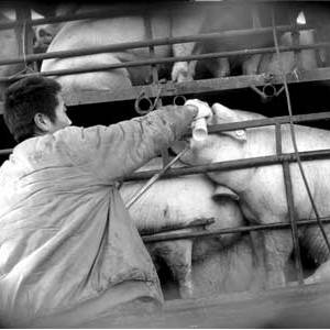 暗訪發(fā)現(xiàn)注水豬進北京正規(guī)肉食公司