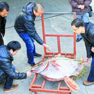罕見月魚現(xiàn)身浙江臺州