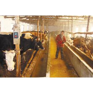 吉林兩養(yǎng)牛基地被檢出牛體含瘦肉精 一家達(dá)68％