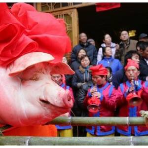 "年豬節(jié)"熱烘烘 其意不在豬