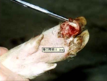 蹄叉蹄踵部潰瘍，蹄殼開始脫落