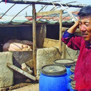 豬價連跌23周　湖南養(yǎng)豬戶現(xiàn)已普遍虧損