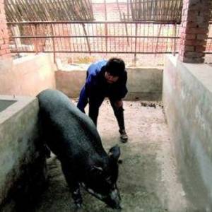 新晉商創(chuàng)業(yè)故事：從“養(yǎng)豬大嫂”到合作社領(lǐng)導(dǎo)