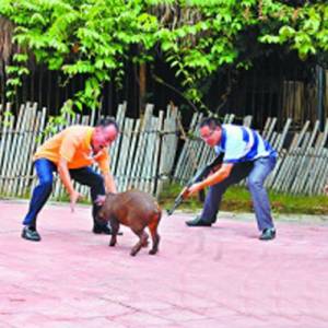 野豬拒“跳水”臨陣逃脫動(dòng)物園上演“人豬大戰(zhàn)”