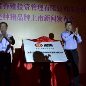 加美種豬是國(guó)內(nèi)育種的創(chuàng)新