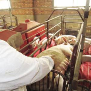 豬肉價格鏈條分析 養(yǎng)一頭凈賠50元