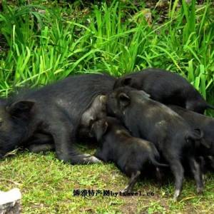 不吃飼料專吃草 西藏“人參豬”遠(yuǎn)嫁仙居山村