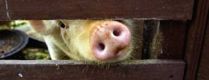 抗生素催生危險(xiǎn)飼料 中草藥喂豬成新潮