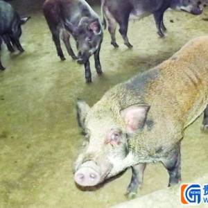 德江農(nóng)戶(hù)買(mǎi)不起飼料 餓暈三百野豬