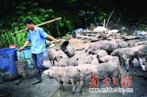 養(yǎng)豬戶的離歌：開荒者與驅(qū)逐者的斗爭