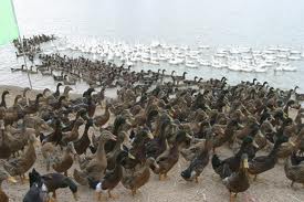 水禽飼料配制應(yīng)注意的問題