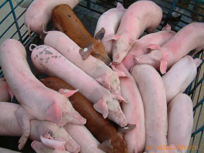 乳豬教槽料顆粒粉料優(yōu)缺點對照