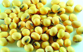 西方科學(xué)研究表明轉(zhuǎn)基因飼料影響豬健康